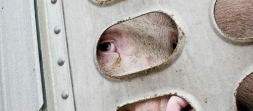 PETA says that Animals Aren't 'Freight': 12 Ways You Can Help Them | PETA - peta.org