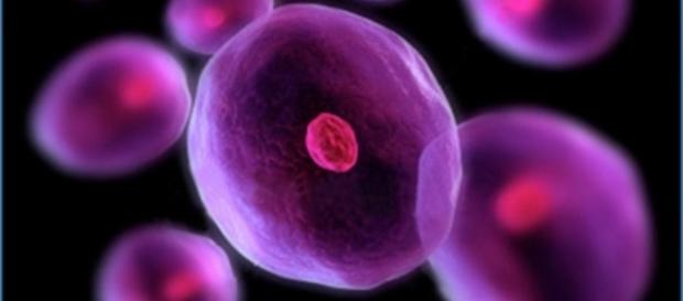 El tratamiento de células madres nos abre bastantes posibilidades ... - doctorsempertegui.com El tratamiento de células madres nos abre bastantes posibilidades ... - doctorsempertegui.com