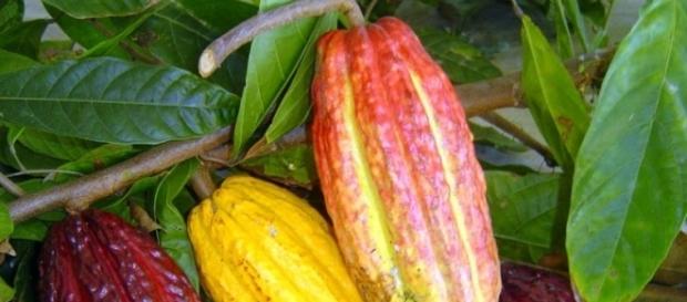 O cacau é o fruto que é transformado em chocolate O cacau é o fruto que é transformado em chocolate