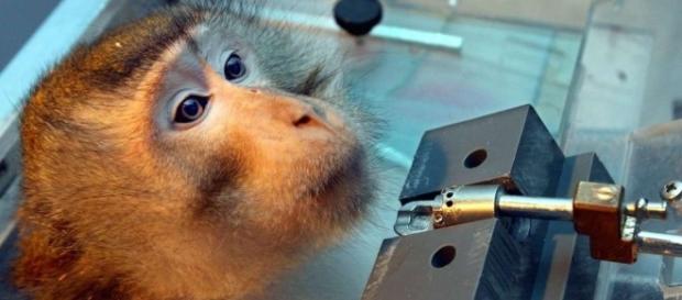 Rhein-Neckar-Kreis: Initiative der „Ärzte gegen Tierversuche e.V ... - heidelberg24.de Rhein-Neckar-Kreis: Initiative der „Ärzte gegen Tierversuche e.V ... - heidelberg24.de