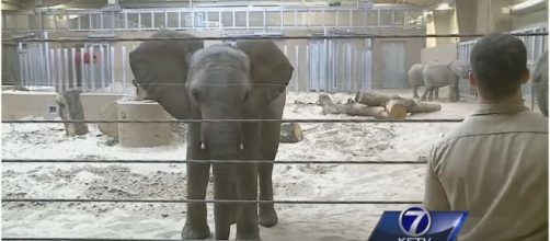 Swaziland elephants in captivity in the USA / Photo screencapped from KETV youtube