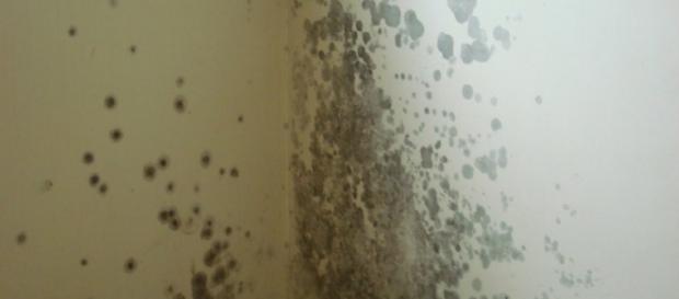 Você nunca mais terá mofo novamente em sua casa com essas dicas Você nunca mais terá mofo novamente em sua casa com essas dicas