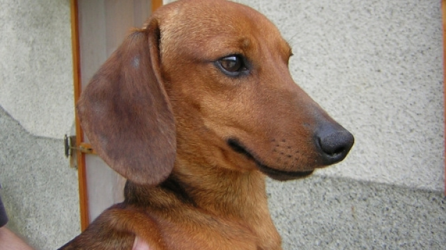 Il bassotto abbaia troppo, zampe tagliate