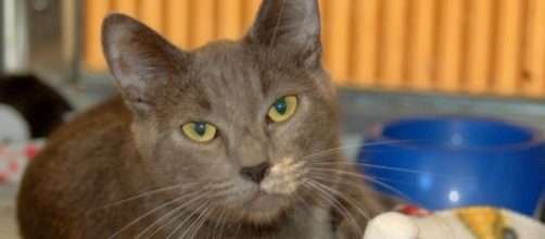 Daily CatScope for Taurus - cat facts « Adopt A LAPCAT - wordpress.com
