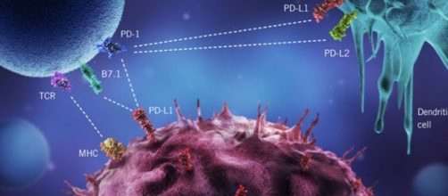 Farmaci immunostimolanti, come gli anticorpi anti-PD-L1, sono la speranza della terapia oncologia dei prossimi anni.