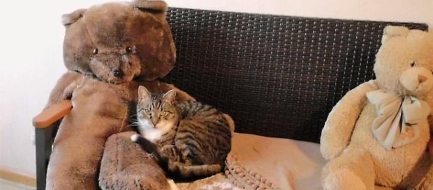 Sogar der Kater muss sich entscheiden, welchen Teddy er bevorzugt Sogar der Kater muss sich entscheiden, welchen Teddy er bevorzugt