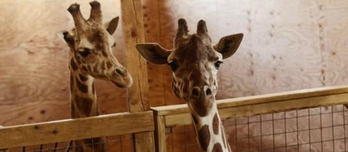 April the giraffe 'very active' as she gets ready to give birth ... - startribune.com