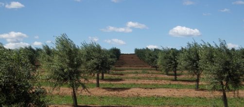 Una distesa di ulivi tra le campagne Salentine