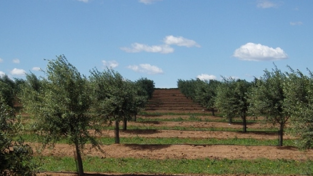 Una distesa di ulivi tra le campagne Salentine