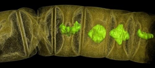 World's oldest plant-like fossils discovered | EurekAlert! Science ... - eurekalert.org