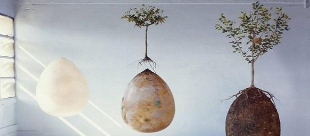 Cápsula orgânica transforma pessoas em árvores. Cápsula orgânica transforma pessoas em árvores.