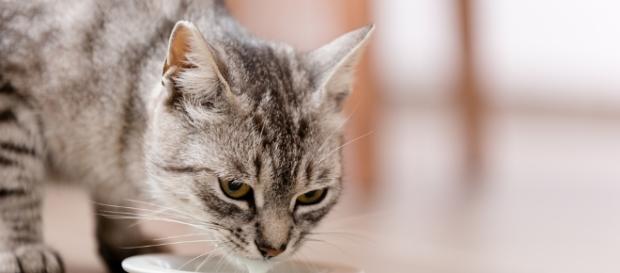 Os gatos são animais muito sensíveis e deve-se ter cuidado com a alimentação Os gatos são animais muito sensíveis e deve-se ter cuidado com a alimentação