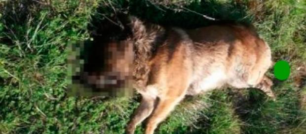 Pastore tedesco trovato seviziato e ucciso nelle campagne salentine Pastore tedesco trovato seviziato e ucciso nelle campagne salentine