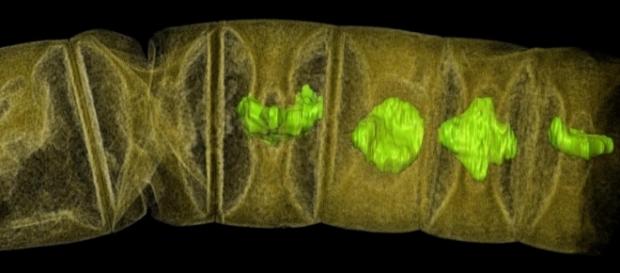 World's oldest plant-like fossils discovered | EurekAlert! Science ... - eurekalert.org World's oldest plant-like fossils discovered | EurekAlert! Science ... - eurekalert.org