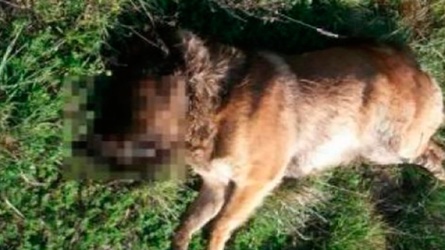 Pastore tedesco trovato seviziato e ucciso nelle campagne salentine