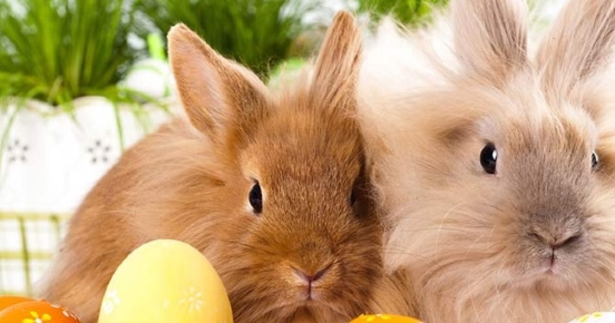 Pasqua 2017 per il pranzo pasquale prevale la tradizione in famiglia. Pasqua 2017 per il pranzo pasquale prevale la tradizione in famiglia.