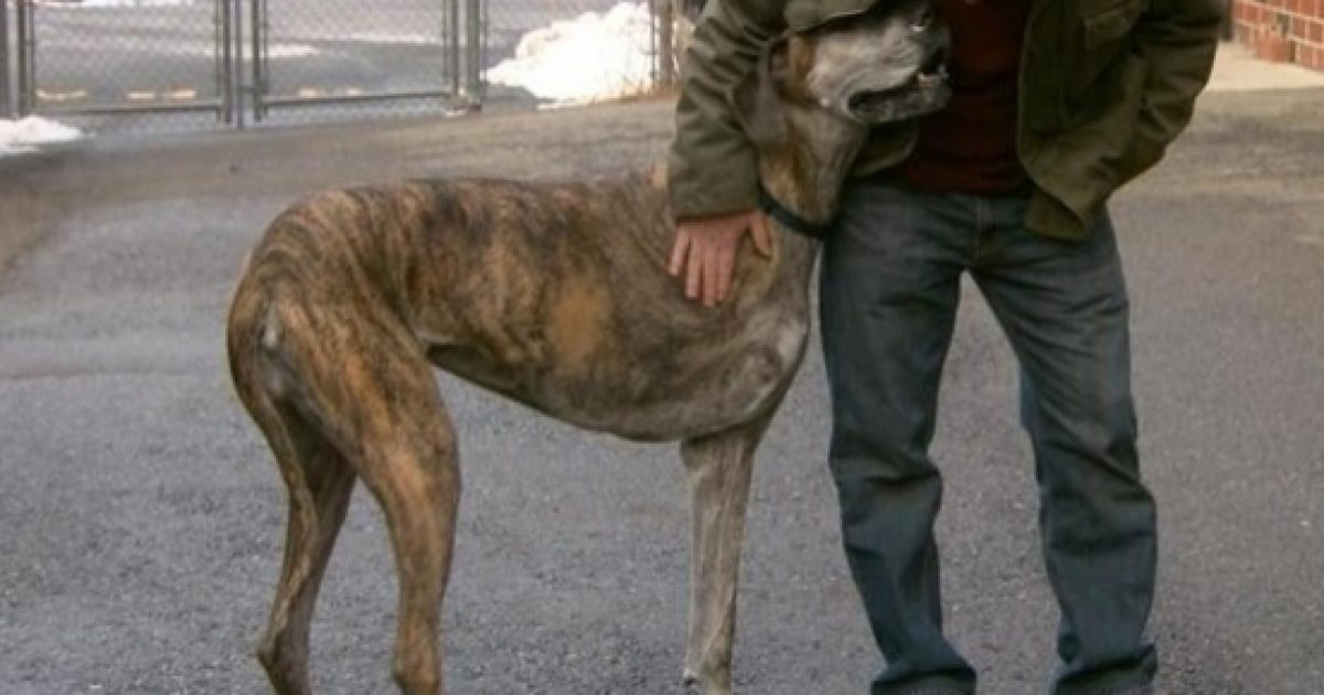 Can Dogs Help Researchers Find The Cure For Cancer   On The Horizon How Dogs Like Zoe May Help Fight Bone Cancer Cbs News Cbsnews Com 1214025 