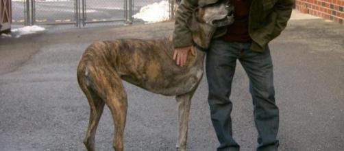 On The Horizon: How dogs like Zoe may help fight bone cancer - CBS News - cbsnews.com