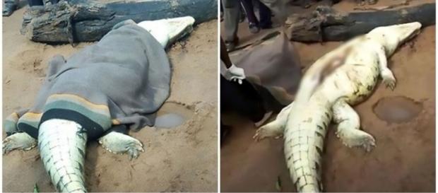 Criança é devorada por crocodilo Criança é devorada por crocodilo