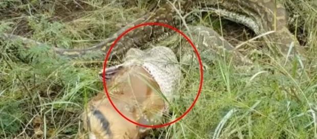 O animal foi encontrado em uma fazenda O animal foi encontrado em uma fazenda