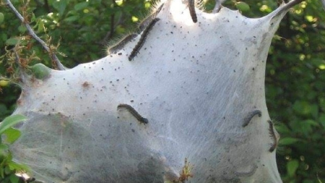 Allarme processionaria, pericolosa per uomo e killer per i cani