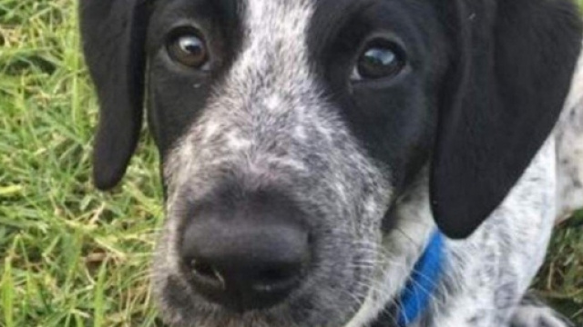 Grizz, il cucciolo abbattuto all'Aeroporto di Auckland