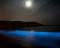 Sensationnel - une mer bleue phosphorescente mais nocive pour l'environnement