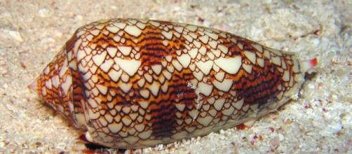The venom of a cone sea snail may be the source of a new a safe painkiller | MNN - Mother Nature Network - mnn.com