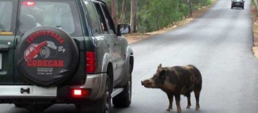 Ennesimo scontro mortale con un cinghiale, questa volta in città