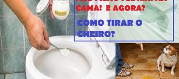 Como tirar rapidamente o cheiro de xixi Como tirar rapidamente o cheiro de xixi
