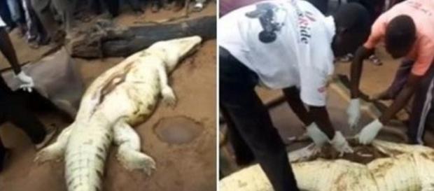 Crocodilo havia comido um menino de oito anos de idade no Zimbabue Crocodilo havia comido um menino de oito anos de idade no Zimbabue