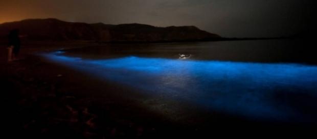 Un spectacle rare et unique en Tasmanie Un spectacle rare et unique en Tasmanie