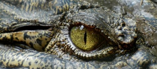 Crocodile/Photo via Pixabay, public domain