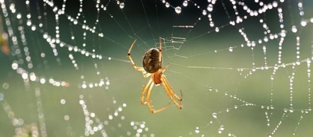 Cientistias descobrem substância produzida por aranha para aliviar derrame cerebral Cientistias descobrem substância produzida por aranha para aliviar derrame cerebral