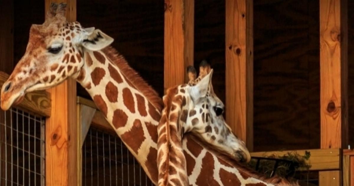 April the Giraffe: Website and live cam to watch her give birth online