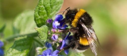 Climate Change Is Shrinking Bumblebee Habitats, New Study Warns ... - civileats.com