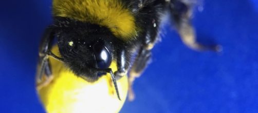 Gooooal! Bumblebees Learn to Play Soccer - D-brief - discovermagazine.com