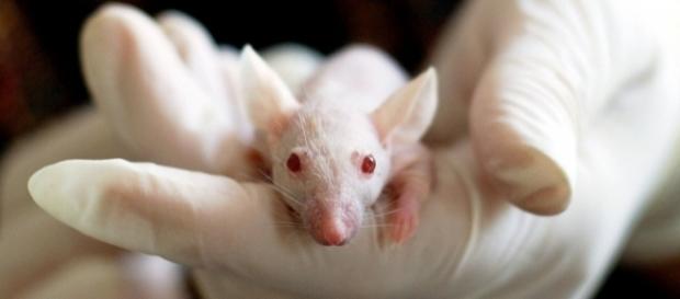 Combinação com células-tronco faz possível a criação de um embrião artificial em laboratório Combinação com células-tronco faz possível a criação de um embrião artificial em laboratório