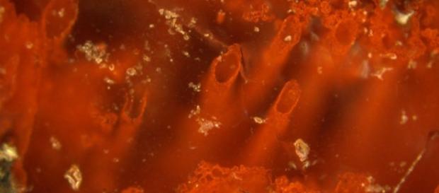 Scientists may have found Earth's oldest fossils | The New Daily - com.au Scientists may have found Earth's oldest fossils | The New Daily - com.au