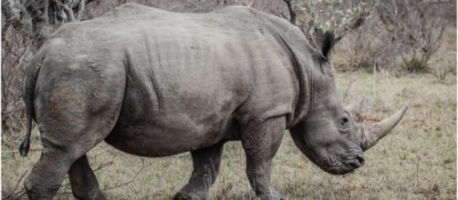 South Africa to lift rhino horn trade ban / Photo CCO Public domain via Pixabay.com