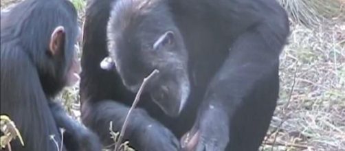 Una mamma scimpanzè pulisce i denti al figlio morte, comportamento mai visto. Foto: youtube