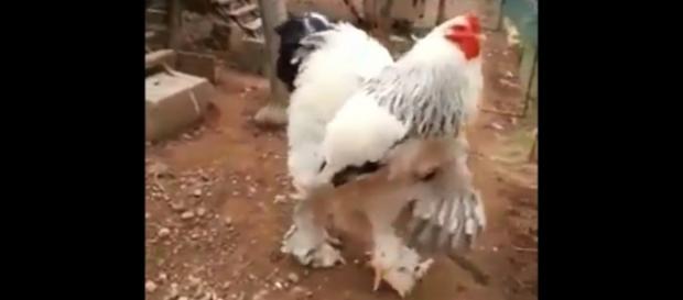 Frango gigante que impressionou internautas pertence é da raça brahma (Foto/Reprodução vídeo) Frango gigante que impressionou internautas pertence é da raça brahma (Foto/Reprodução vídeo)