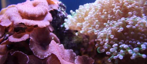 Great Barrier Reef is not at death's door. Joanna Jankowski/Pixabay Great Barrier Reef is not at death's door. Joanna Jankowski/Pixabay