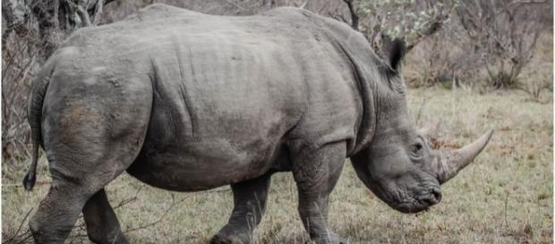 South Africa to lift rhino horn trade ban / Photo CCO Public domain via Pixabay.com South Africa to lift rhino horn trade ban / Photo CCO Public domain via Pixabay.com