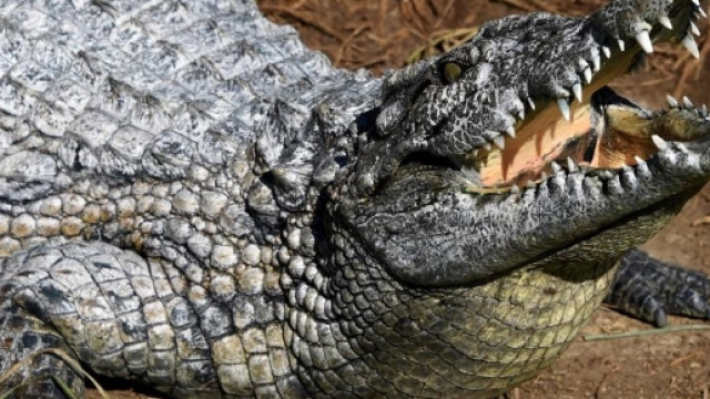 Australia, coccodrillo azzanna 18enne: Lee rischia di perdere il braccio