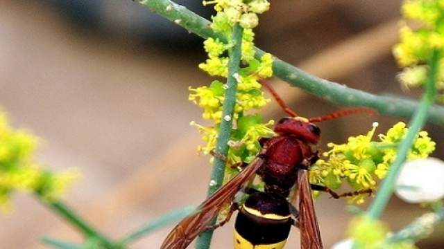 Insetto alieno, Vespa orientalis