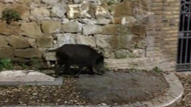Un cinghiale scorrazza indisturbato a Roma nord nel quartiere densamente abitato di Balduina. Foto: Facebook.