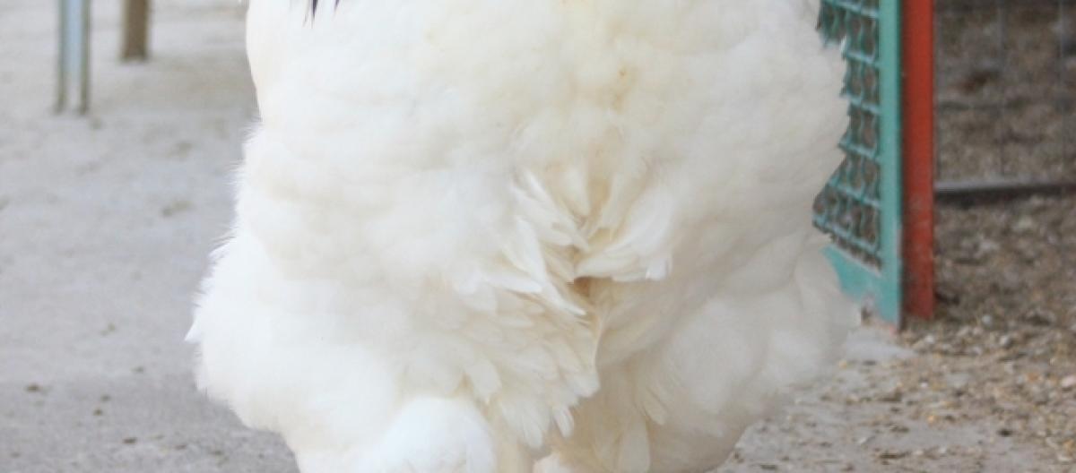 Sognare galline, galli, pulcini può succedere più di frequente a chi vive in campagna.