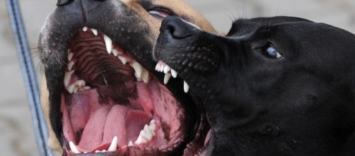 Cosa fare se un cane aggredisce?