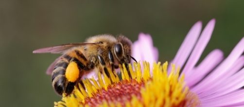 Why Honey Bees can save the World - rileys.co.im
